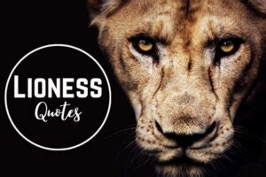 630+ Lioness Quotes (2024) Hear The Mighty Roar